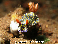 Beautiful Nudi from Bali.. Olympus E-330 + 50mm Macro by Adrian Schokman 